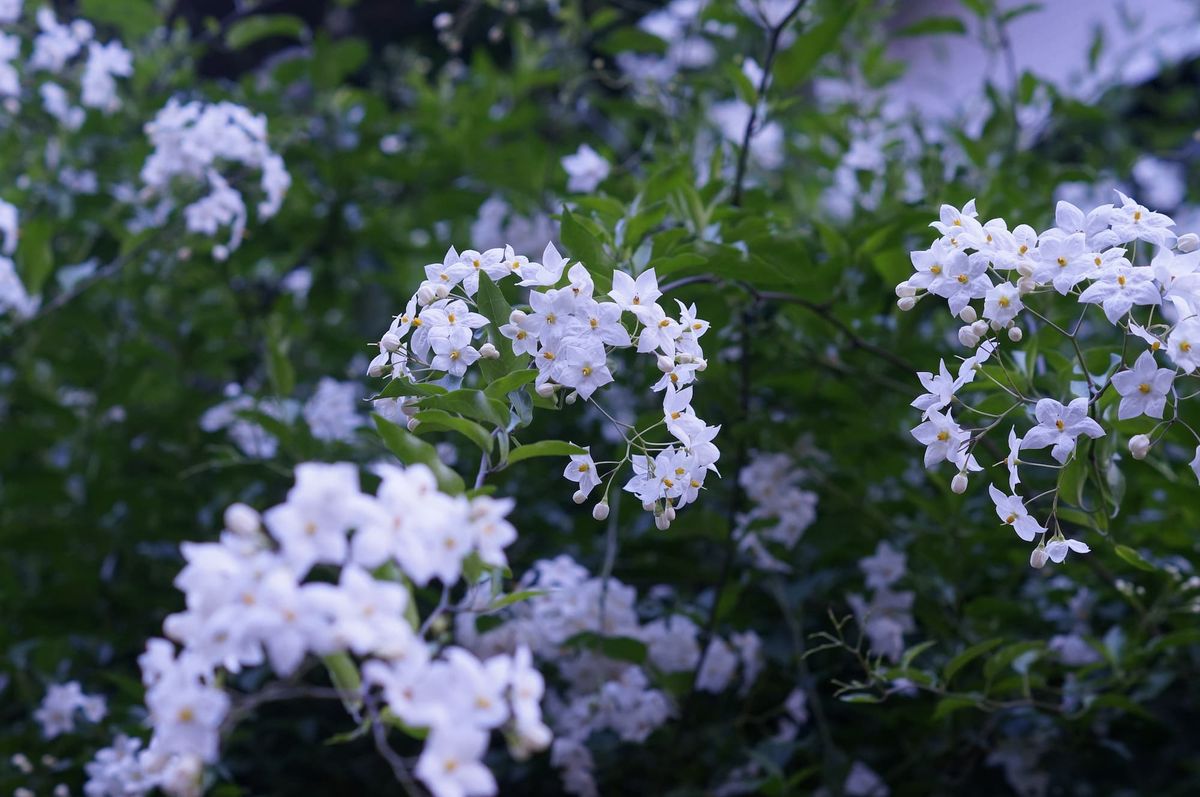 Close-up of a delicate white flower with a yellow center, surrounded by green leaves